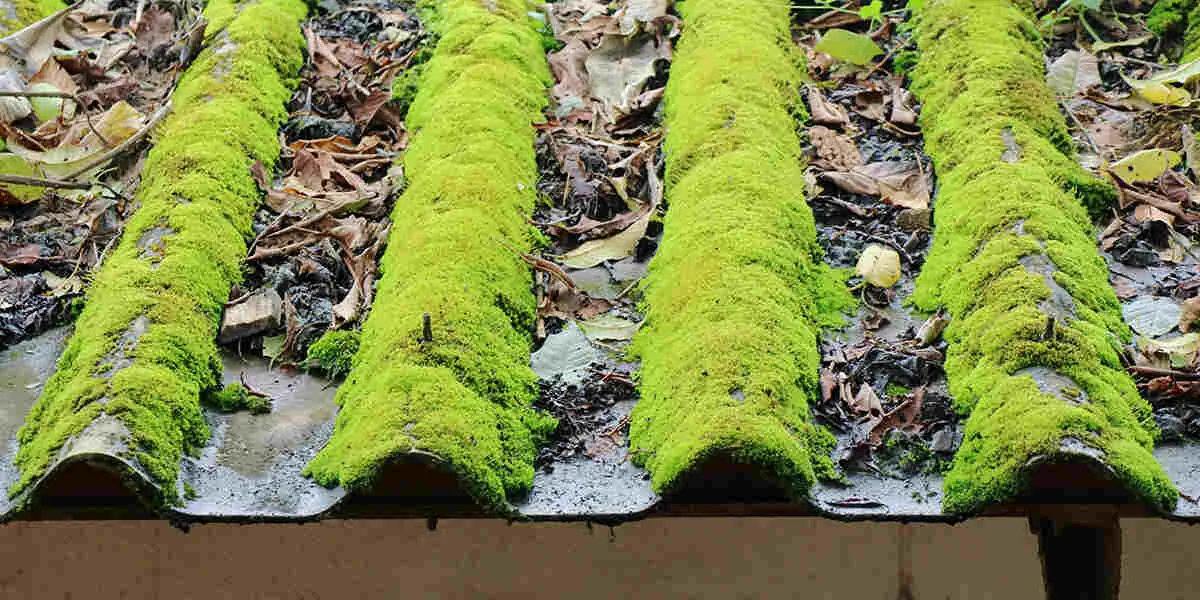 is moss bad for your roof
